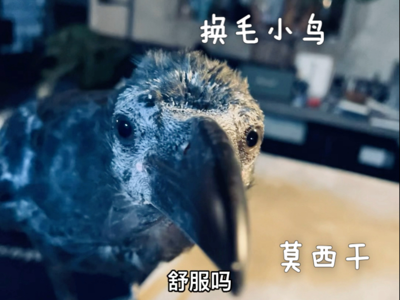 乌鸦换毛期，莫西干小鸟