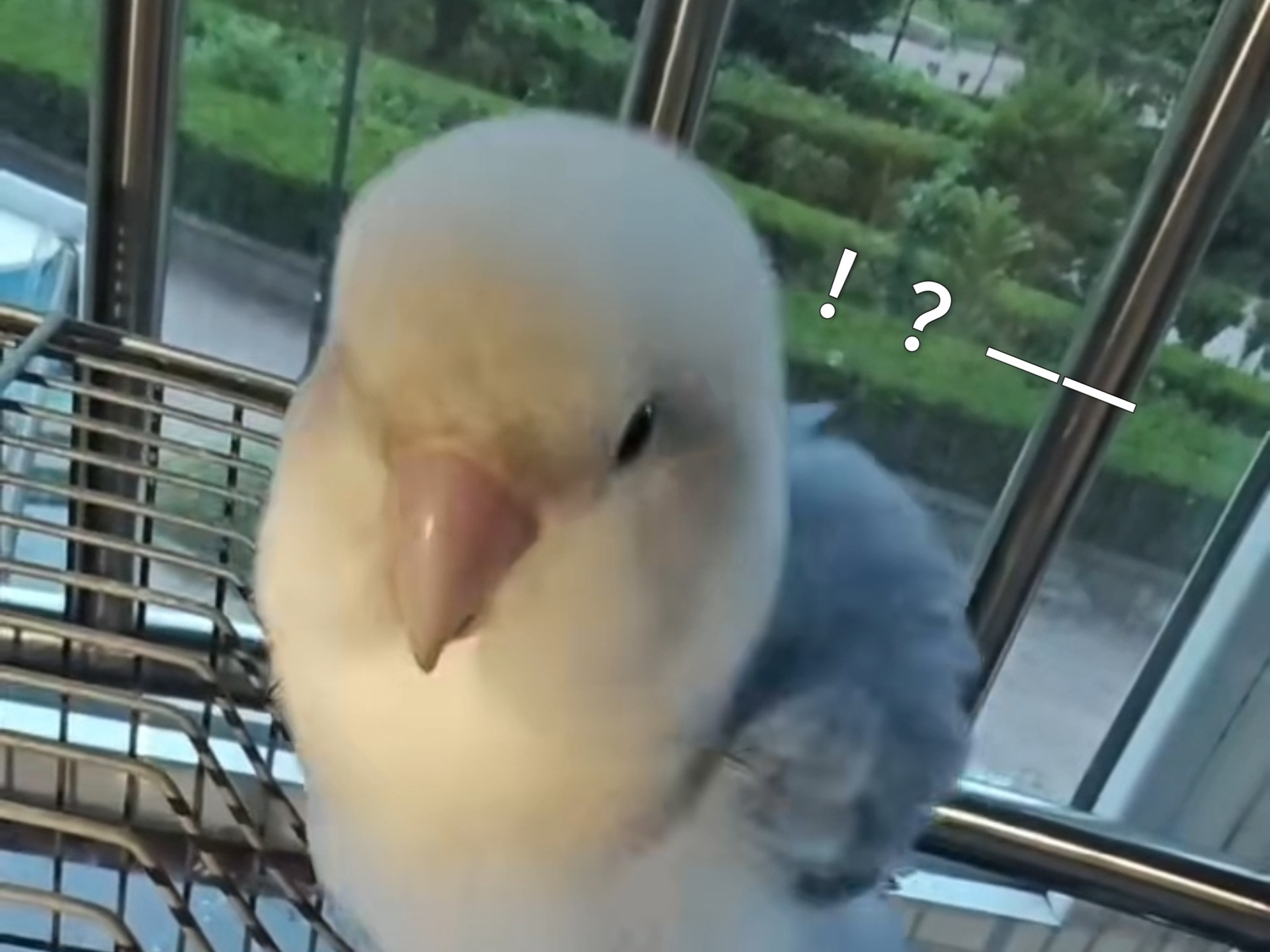 【鹦鹉】吓鸡一跳