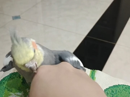 和玄凤来一场拳击比赛，看谁厉害！