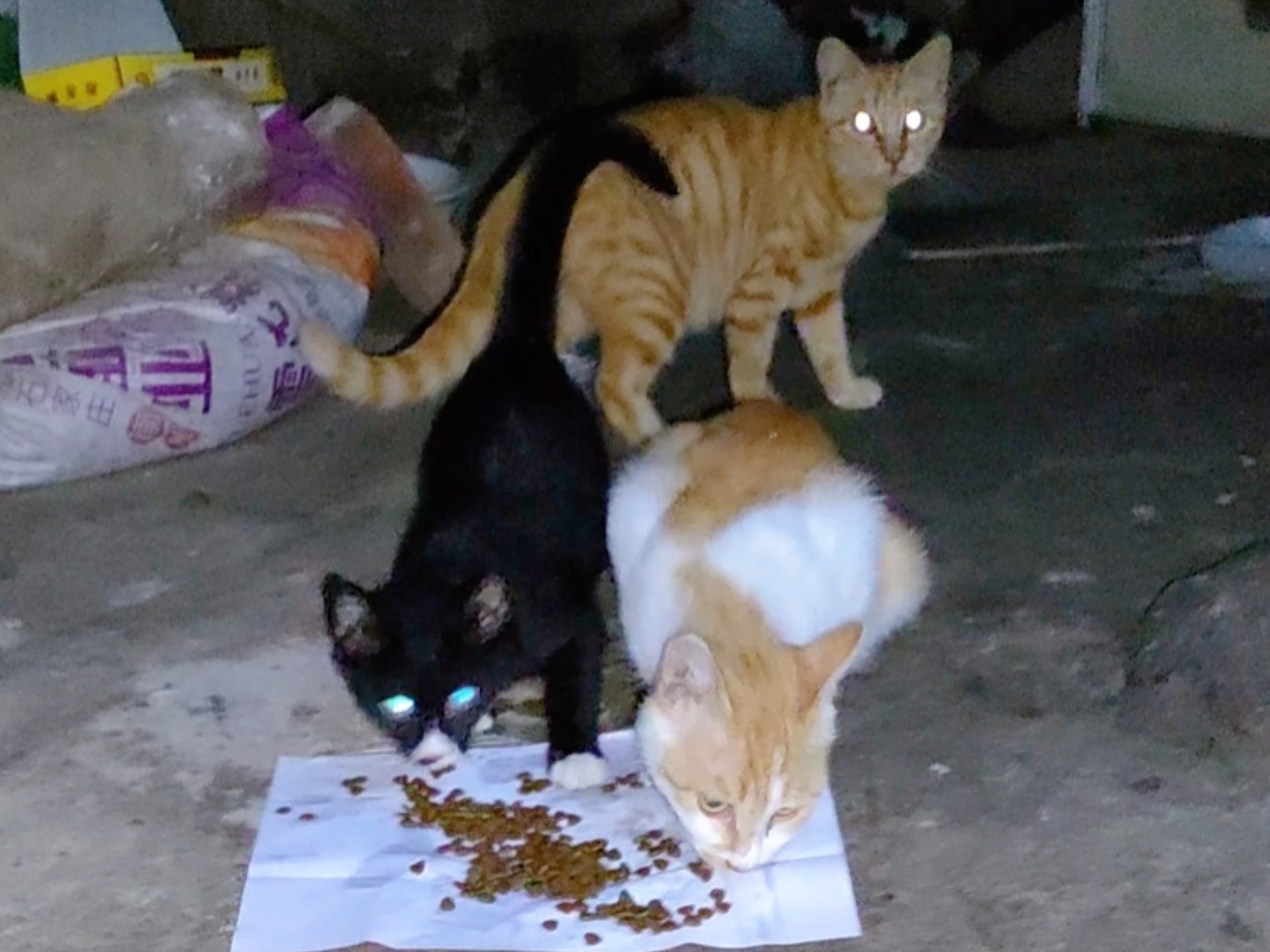 5点早起喂猫第21天，老天耍我，喂猫时下雨，喂完猫雨也停了