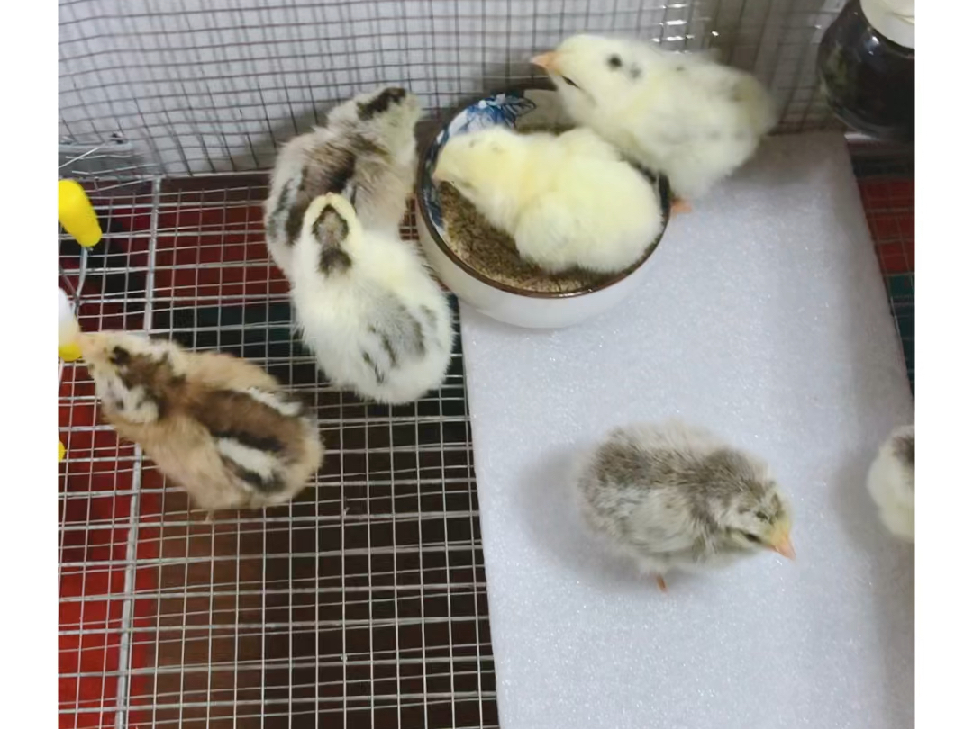 出生第3天