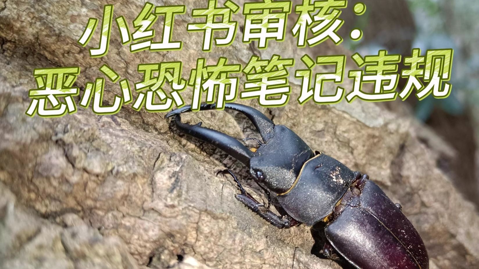 某些平台无端限流、下架昆虫视频，我们不能接受！
