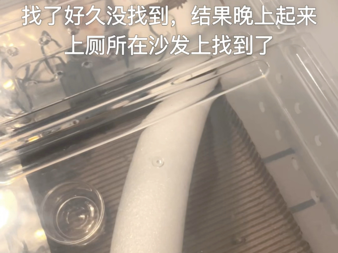 捷角守宫越狱了