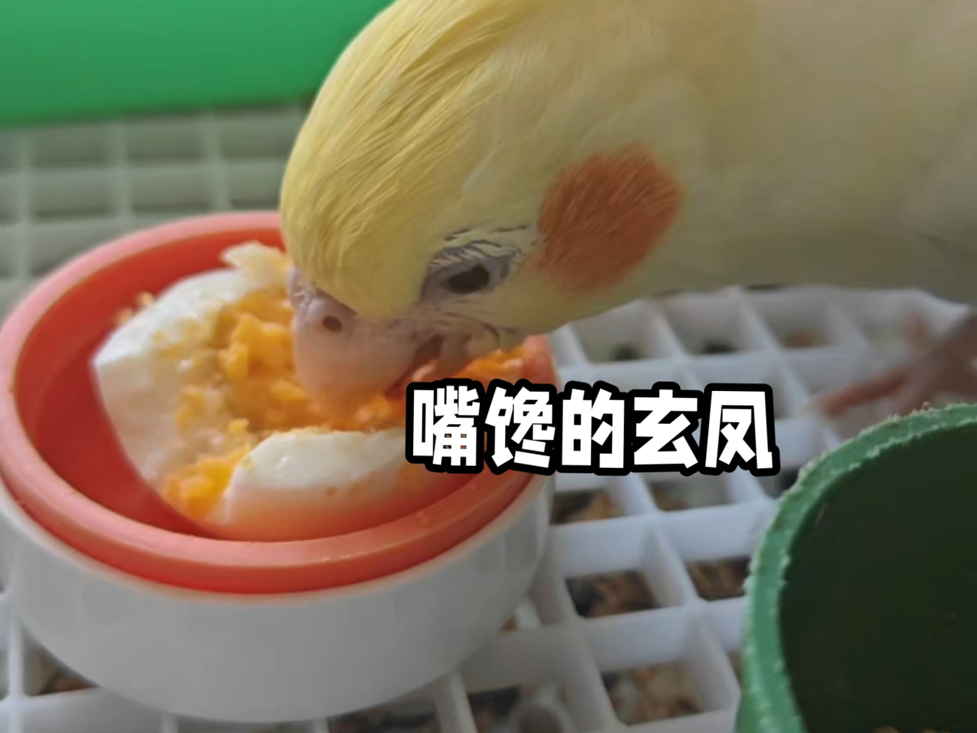 2个月的小玄凤嘴馋的很，好会吃了