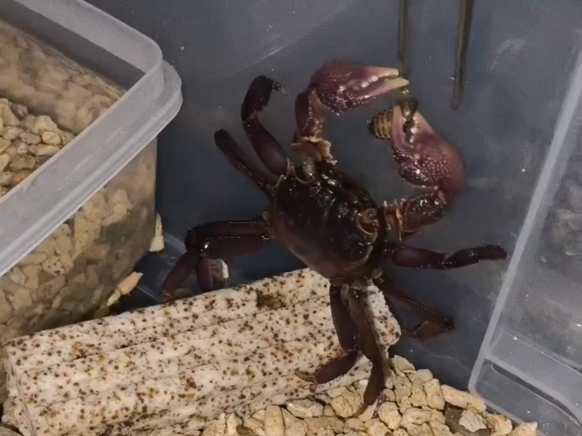 相手蟹喂食集锦第四弹