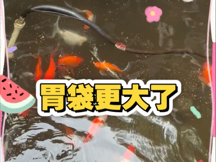 大胃袋还活着，但是胃袋更大了