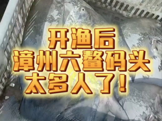来看看福建开渔后的码头海货，海鲜很便宜～