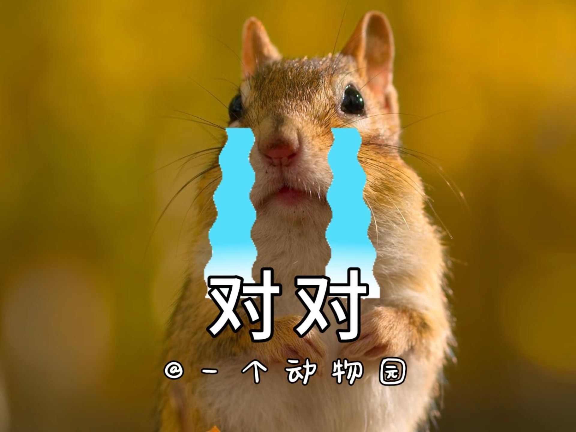 对对鼠 花栗鼠 回答我
