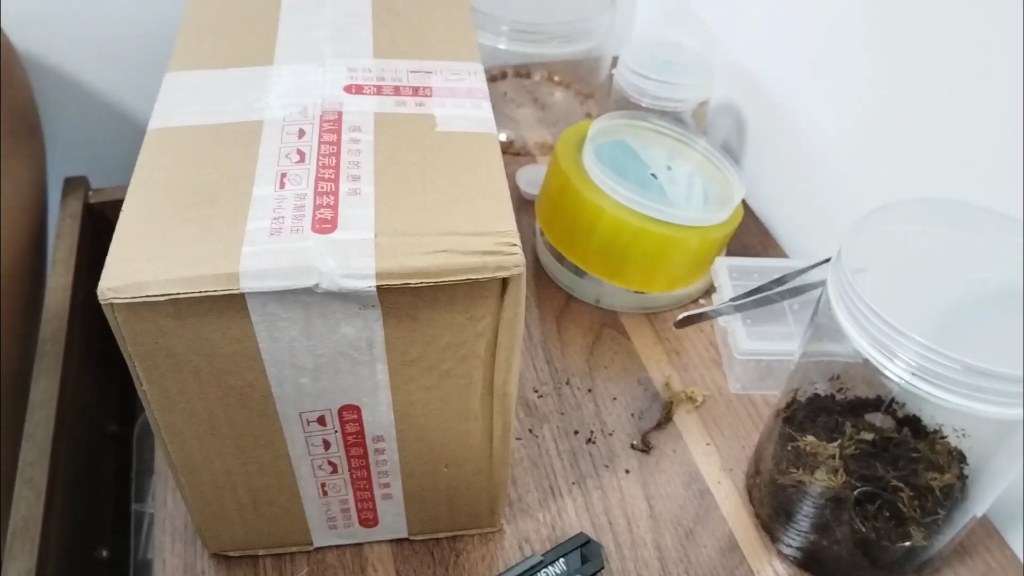 开箱海南间脚蜈蚣，尖盲蜈蚣和缅甸红多棘，在这条视频下面评论随