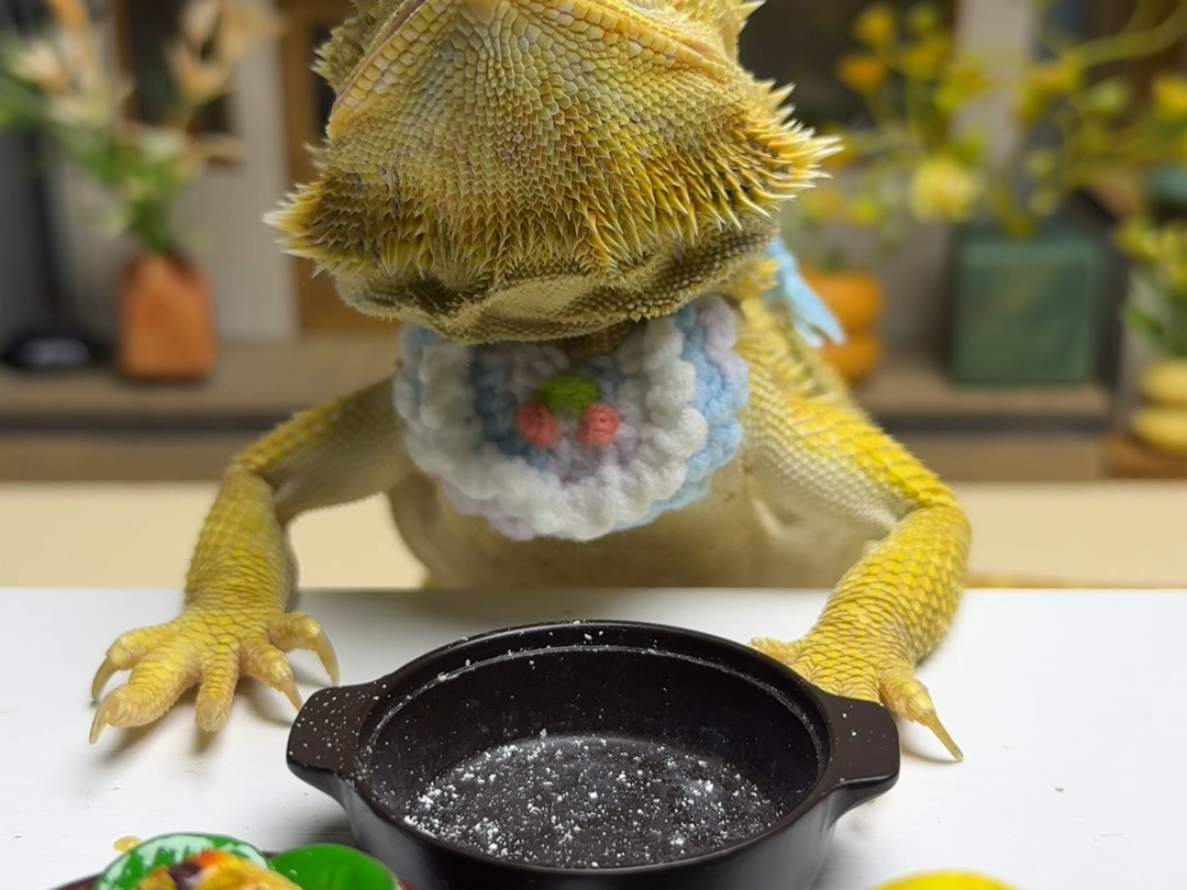 吃完还意犹未尽的样子#也太可爱了吧 #可爱萌宠 #爬宠 #戴帽