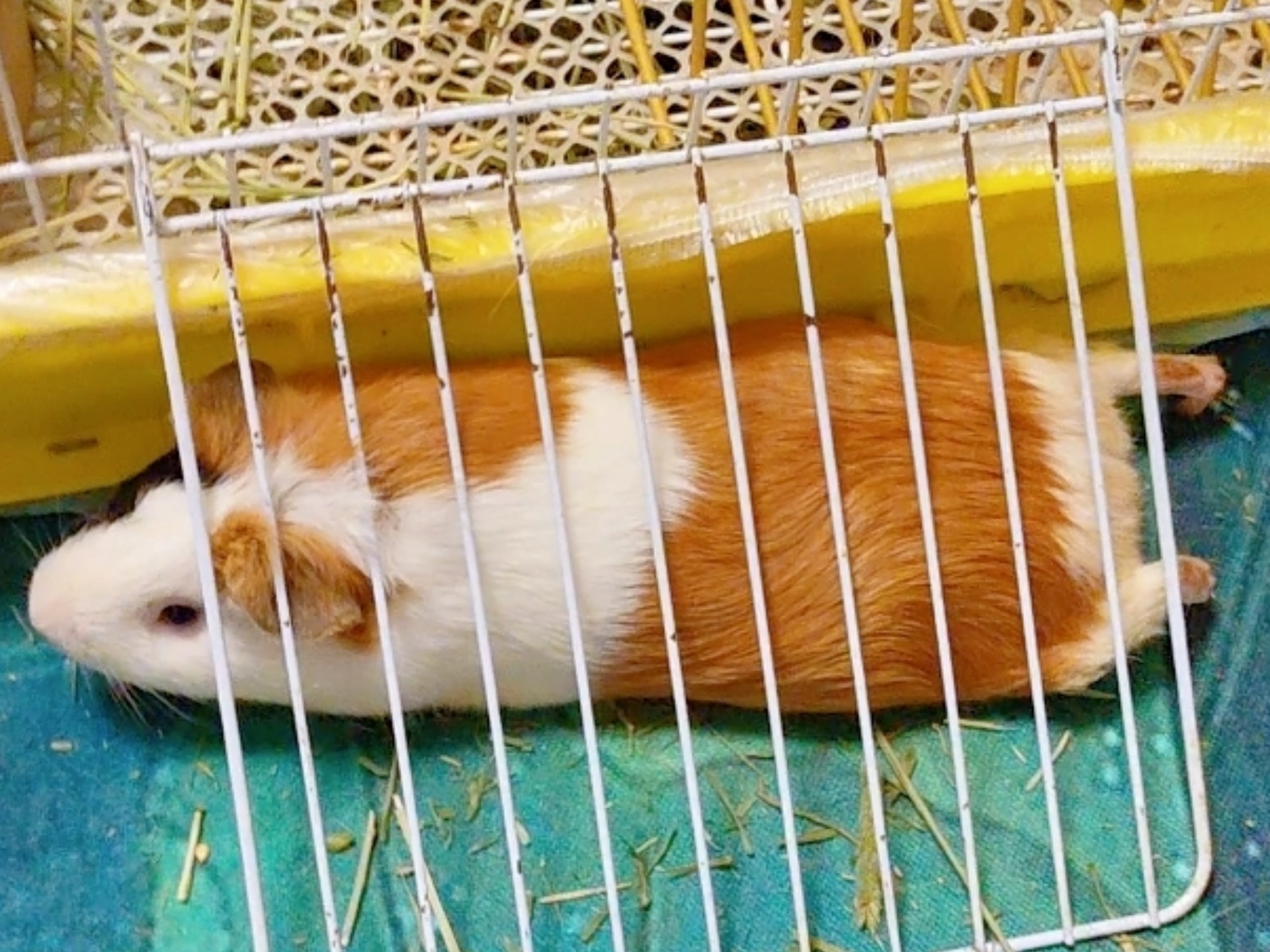 荷兰猪小黄被压在五行山下，变成了鼠条