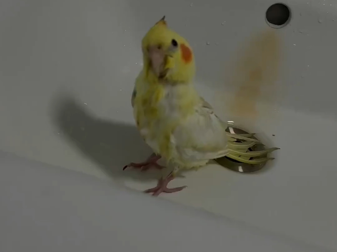 鸟：咋的，老登，还敢嘎了我不成
