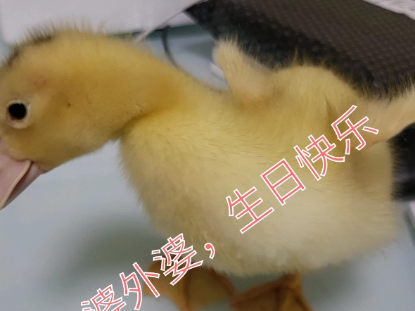 跟回家的丫丫