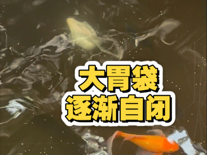 好消息：大胃袋还活着 坏消息：大胃袋越来越不合群了，逐渐自闭