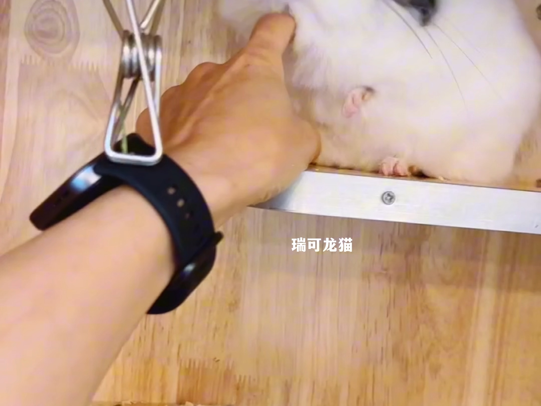 好痒 好痒