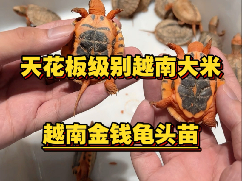 天花板级别越南大米头苗是什么样的？我们来看下