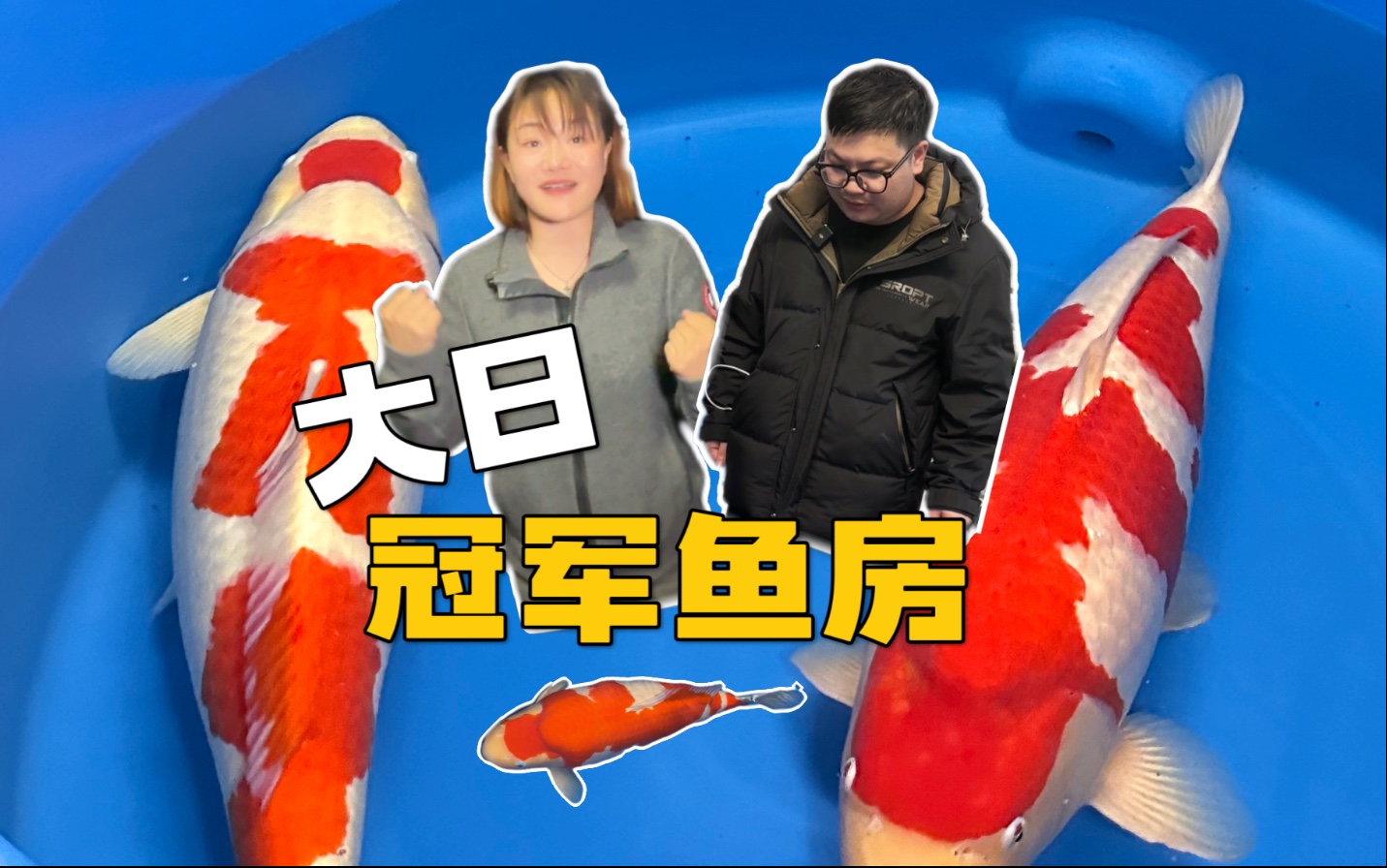 突袭大日养鲤场冠军鱼房捞锦鲤！