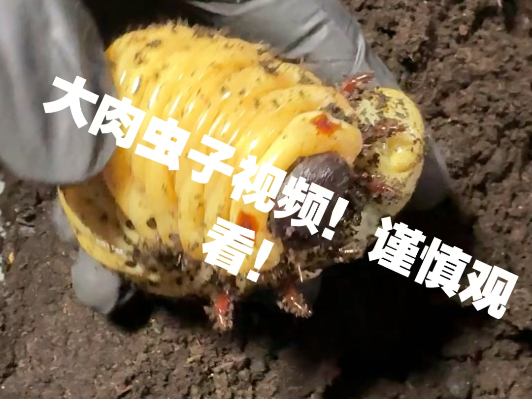 日常记录。下一次见面应该就是你最帅的样子了吧