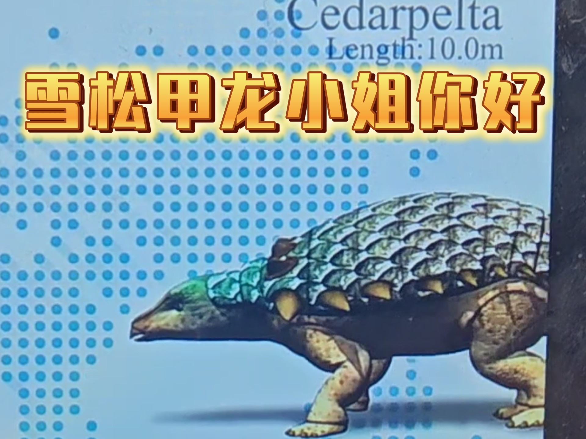 太力感觉角鼻龙就是放大版的双冠龙