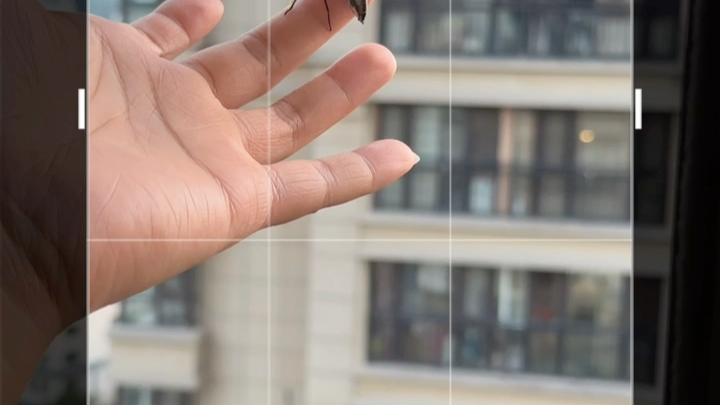 小蝴蝶…放飞不走那也是一种缘分，在家养着吧！