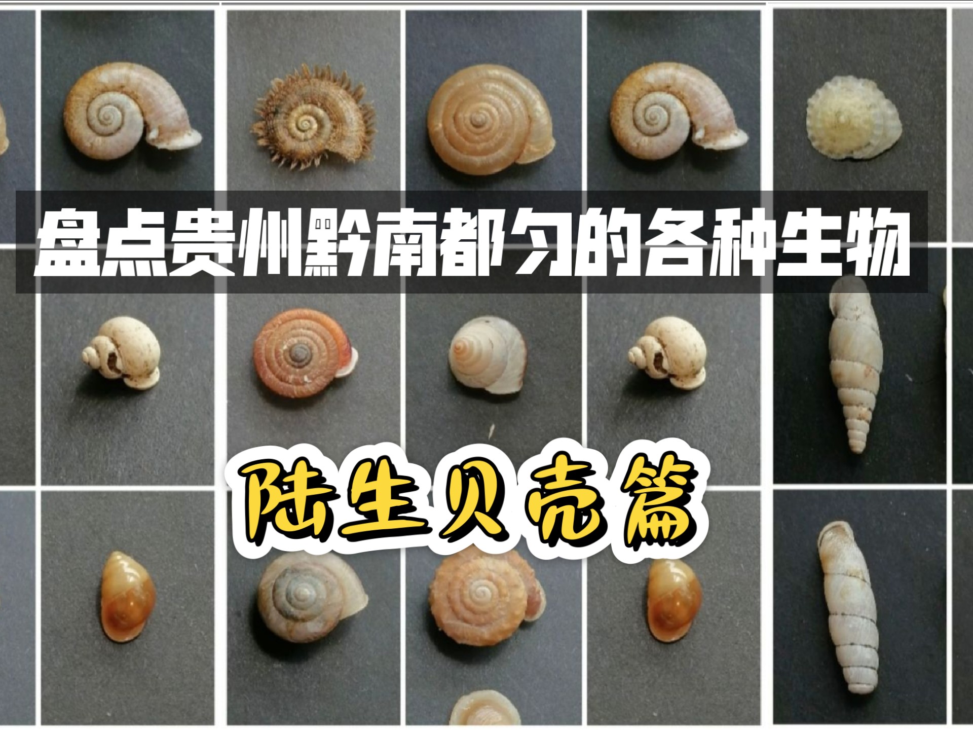 【贵州/神奇动物/贝壳/科普】盘点贵州省都匀市的蜗牛（陆生贝