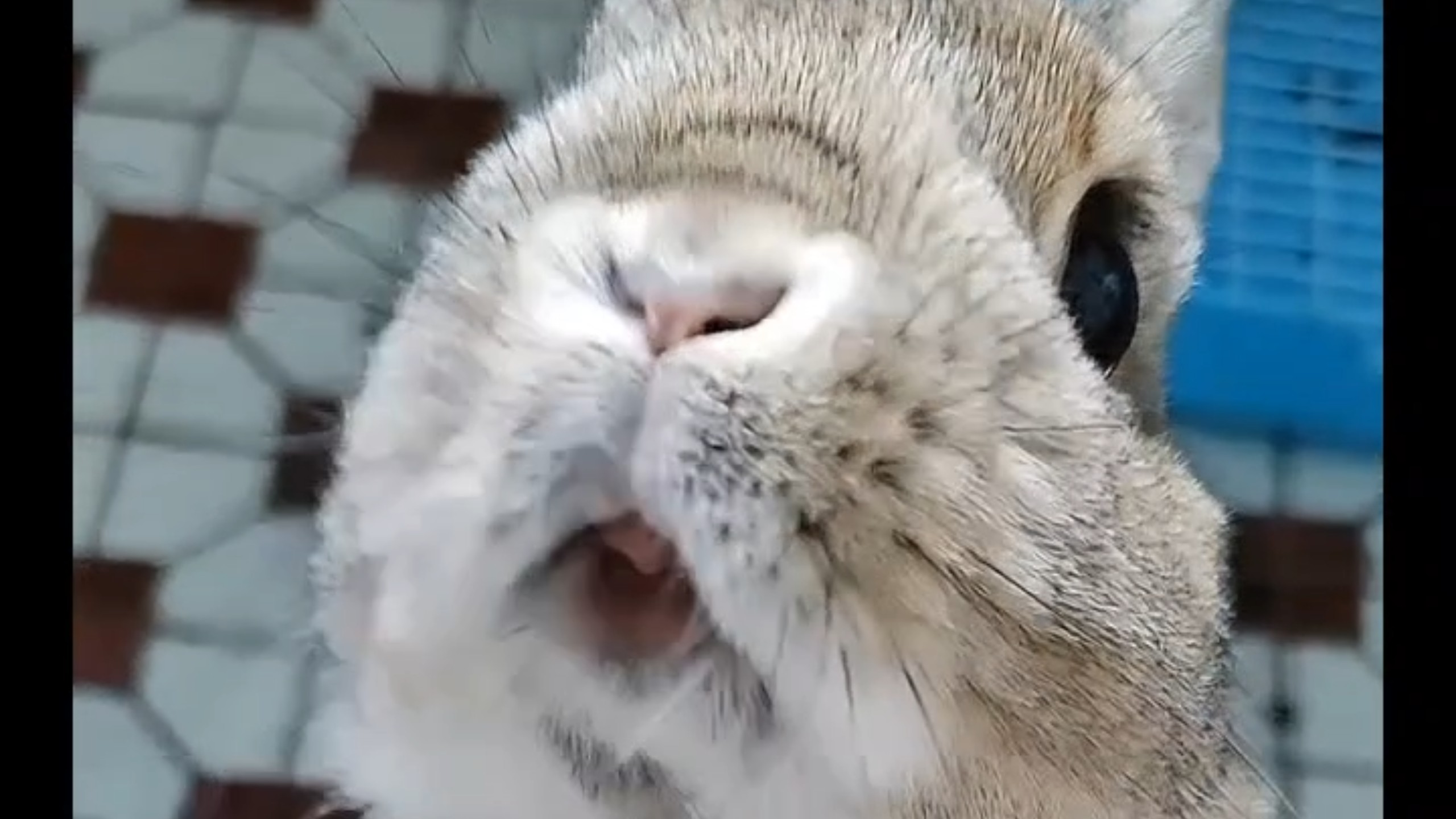 短短的视频萌萌的兔
