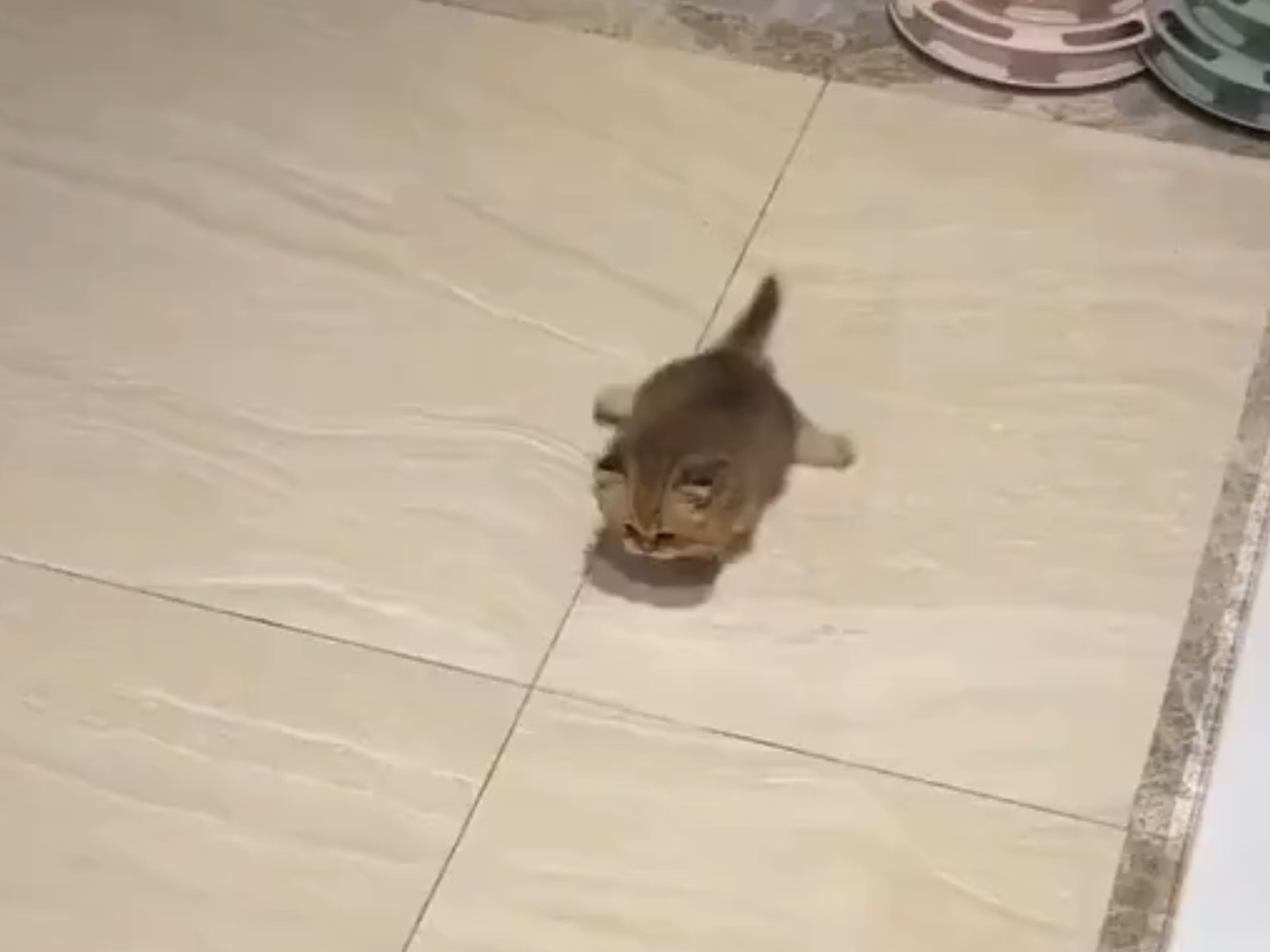 这是什么品种