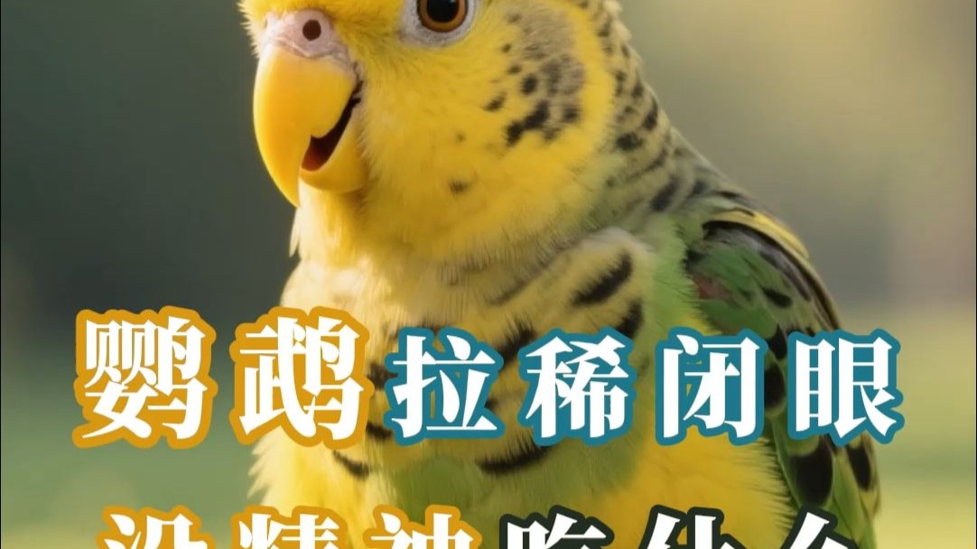 鹦鹉拉稀闭眼没精神吃什么