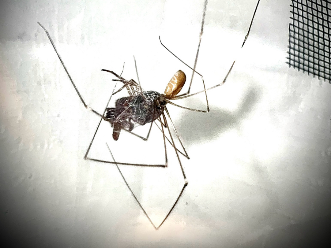 [幽灵蛛] 一场极致优雅的木偶戏表演—— Pholcus reevesi(疑