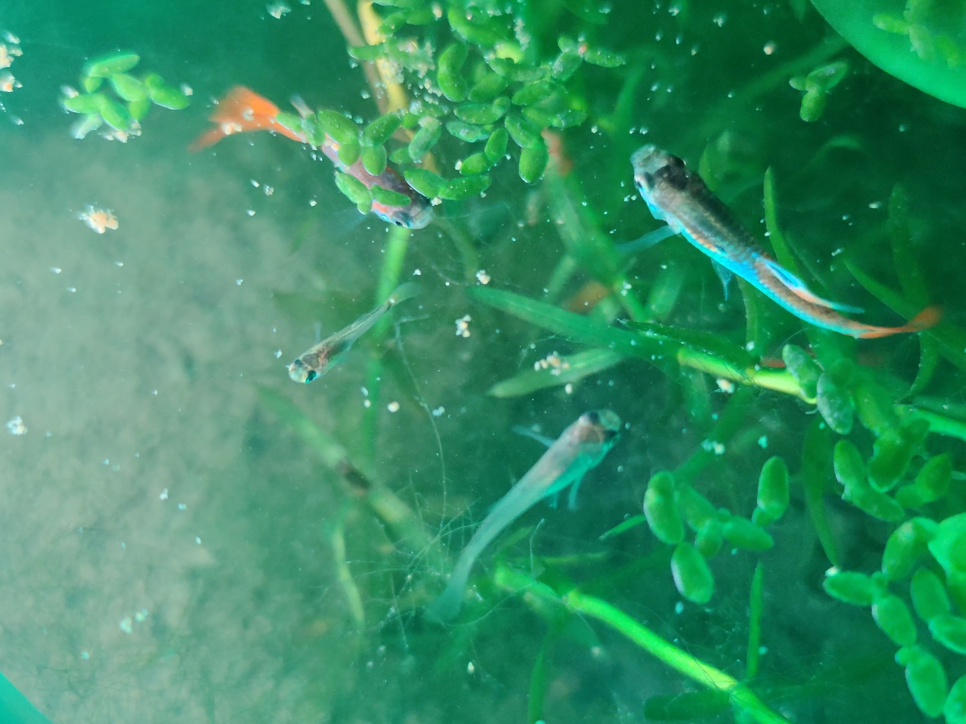 关于我在窗台生态草缸养鱼，今天给它们打光拍视频这事