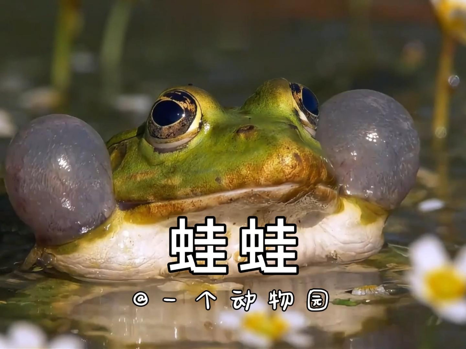 牛蛙 对象争夺战