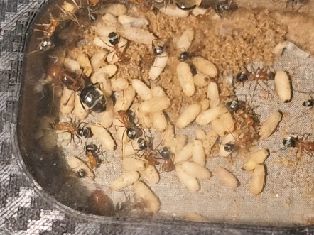 半红蜜罐蚁 要住不下了