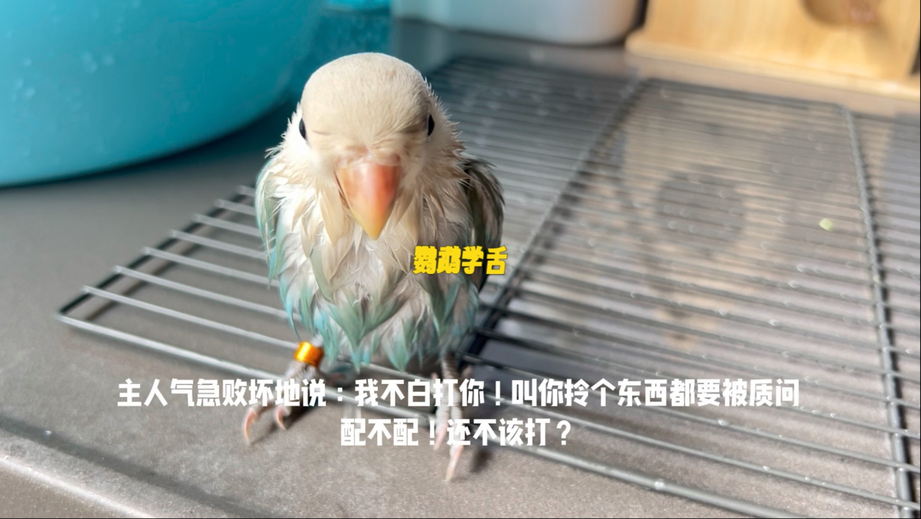 鹦鹉学舌～中小学生口头禅