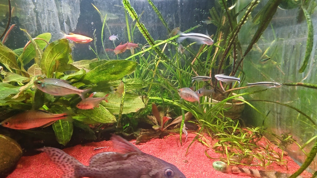 用拍鱼神器拍一下非洲三线玻璃猫 布氏热带锡鲶（Pareutropius 