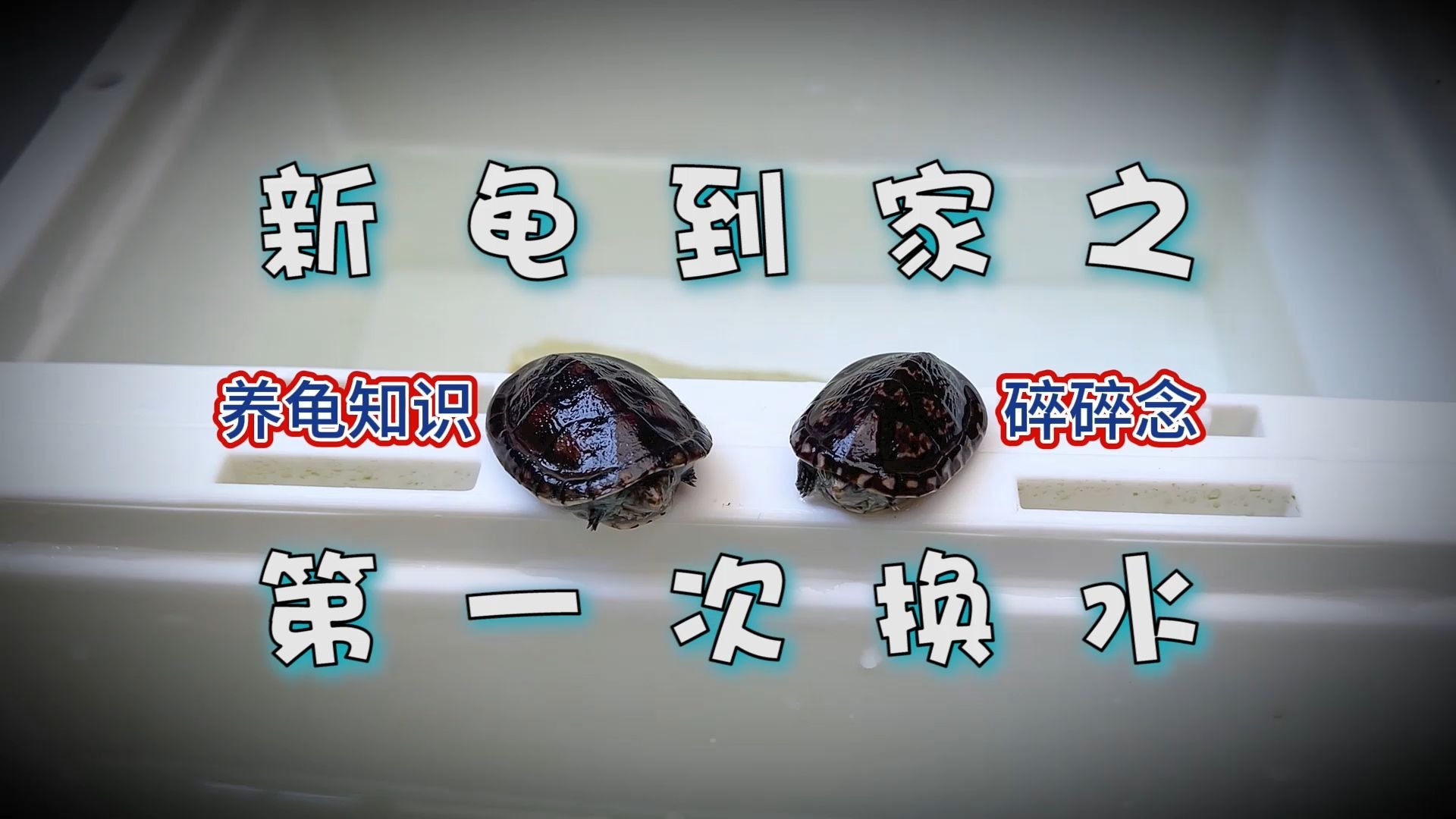 新龟到家系列之第一次正常换水