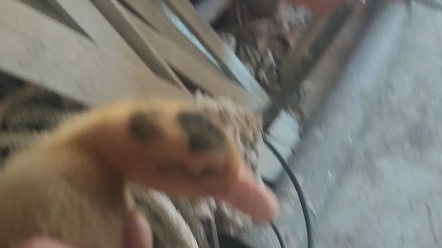 从天而下的鸭子