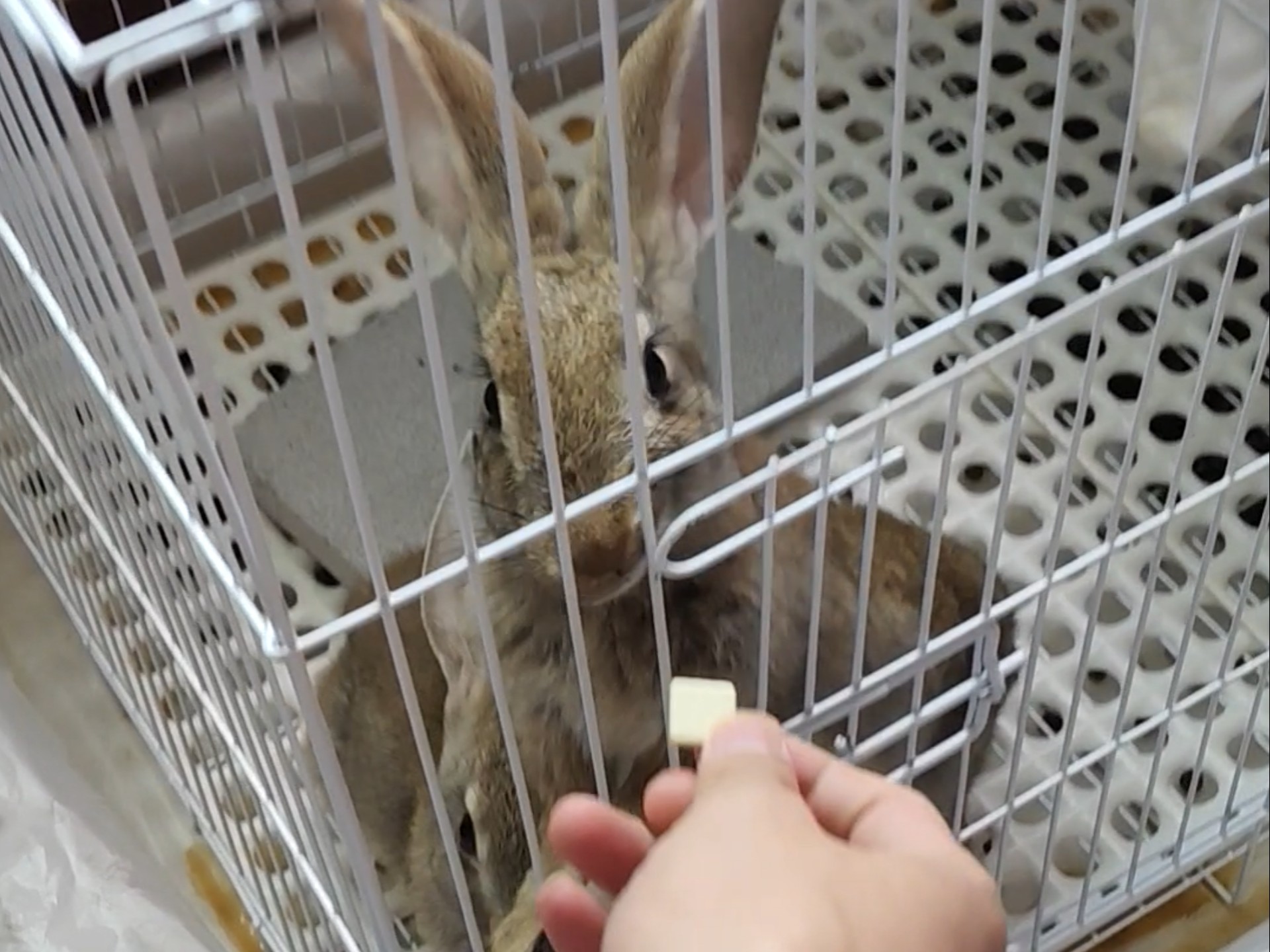 能听懂我在叫它们，就是服从性很差。