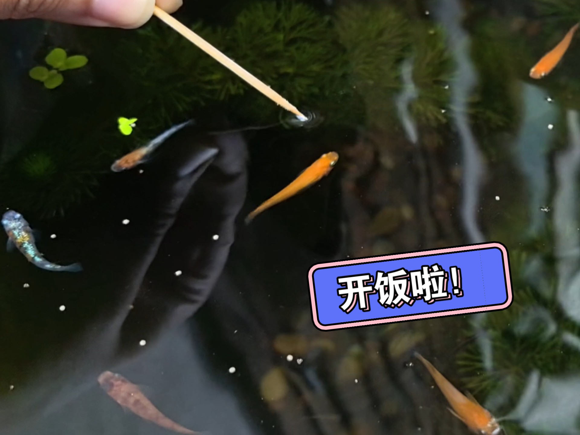 【喂鱼·纯享】8月12日早餐