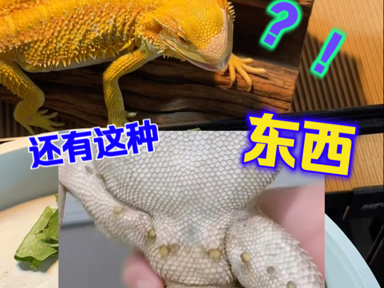 鬃狮蜥的“黑头”被挤了？这么做千万要小心！