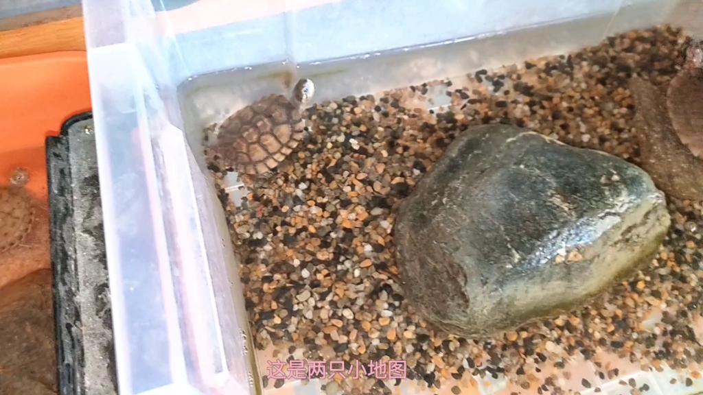 我阳台的龟  谁能告诉我真菌怎么治啊！