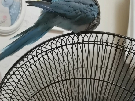 小气鬼，一根毛毛都不愿意给我