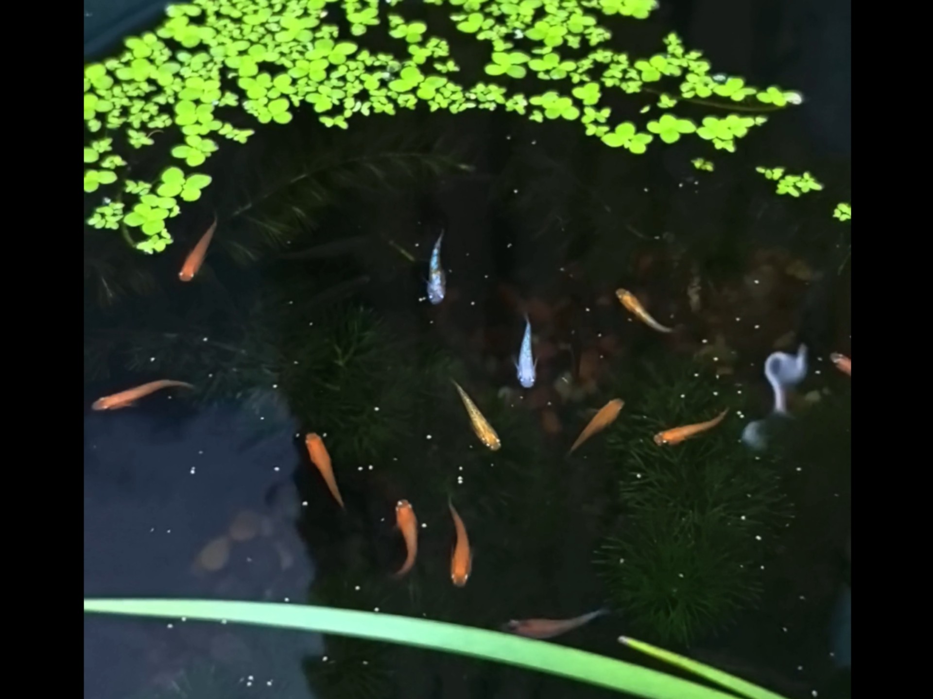 【喂鱼·纯享·外加偷看小猫】8月6日早餐