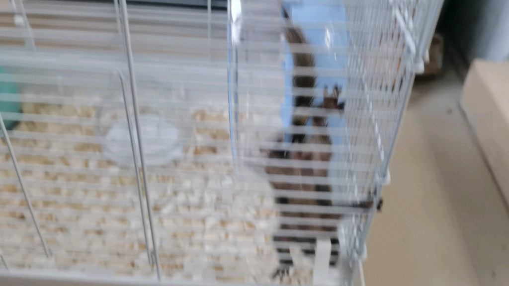 松鼠眼睛完全睁开了，还会上蹿下跳