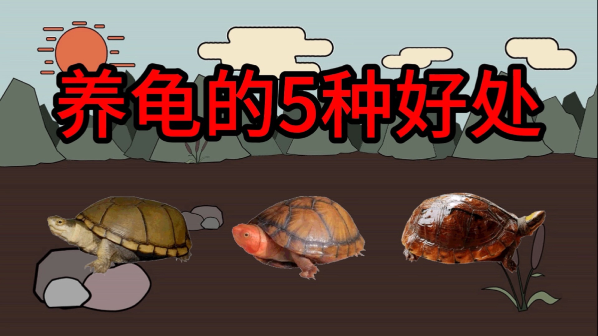 养龟的“5种好处”，你知道几种？