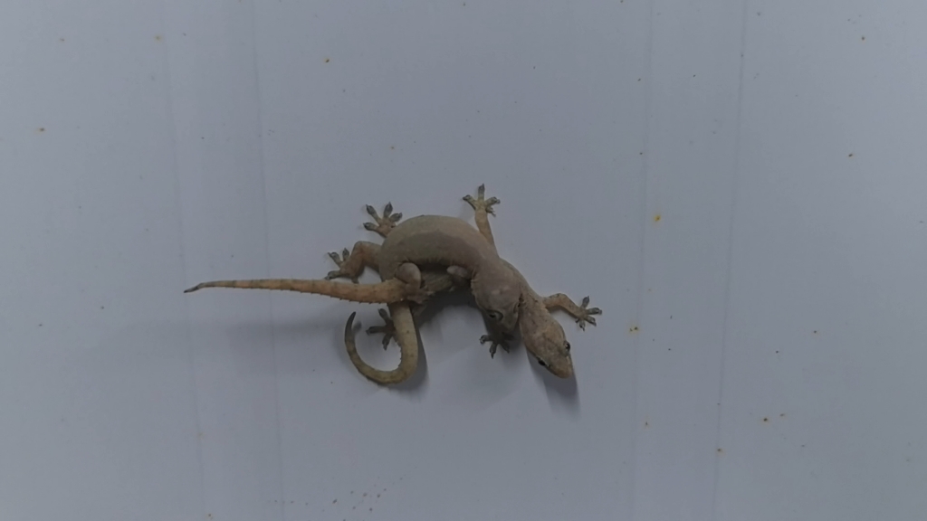 最重要的事莫过于瑟瑟