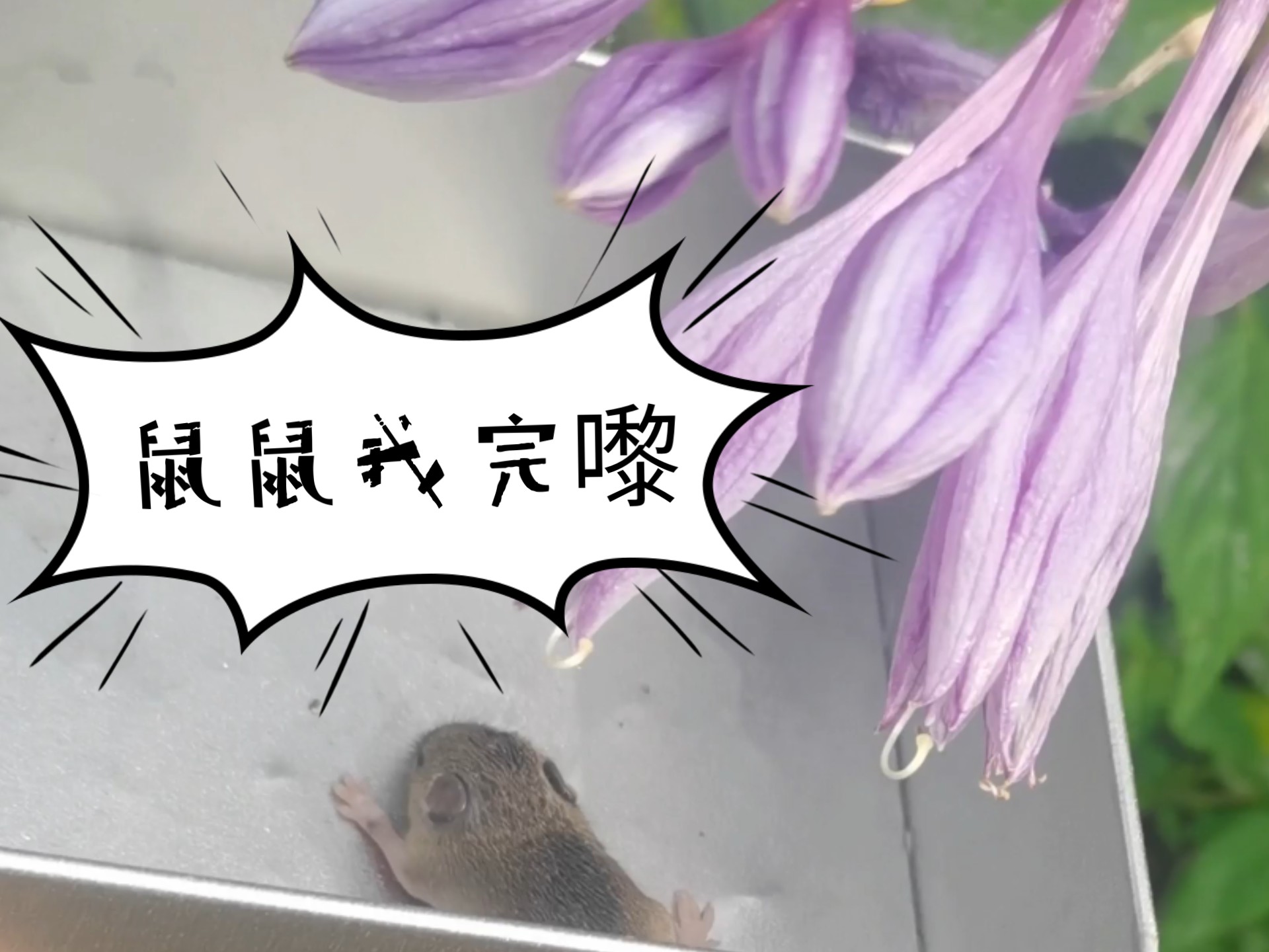 怎么会有这么迷你的动物钻进电视里？北方小杰瑞