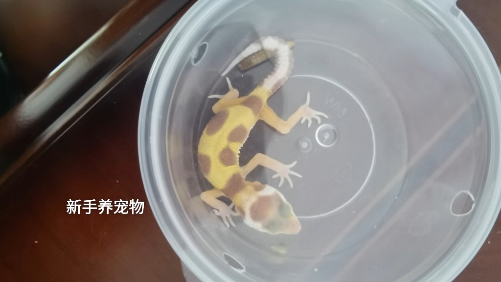 宠物，求帮助