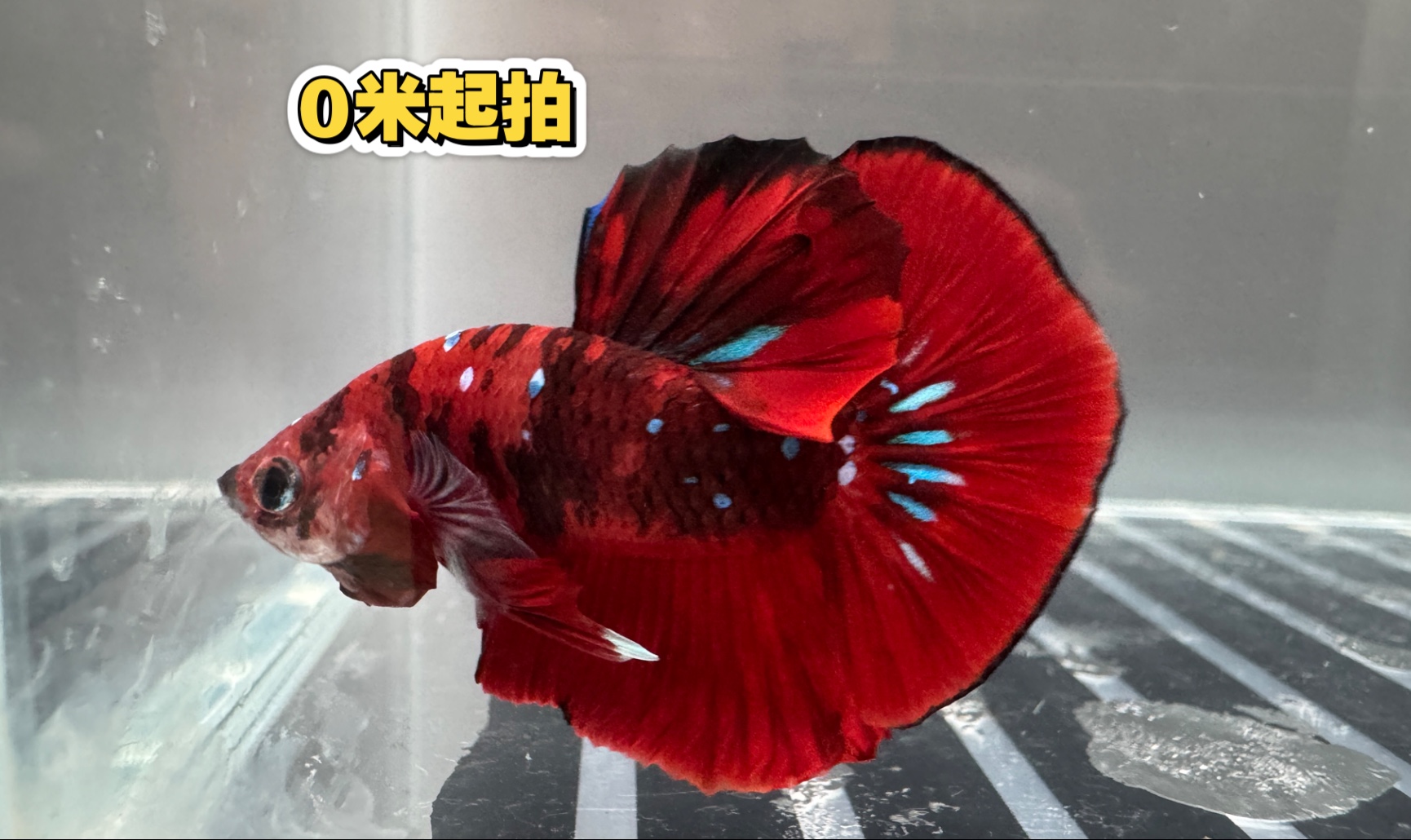 【0米起拍】糖果将军公斗鱼，明晚北京时间8月21日21点截止，评论