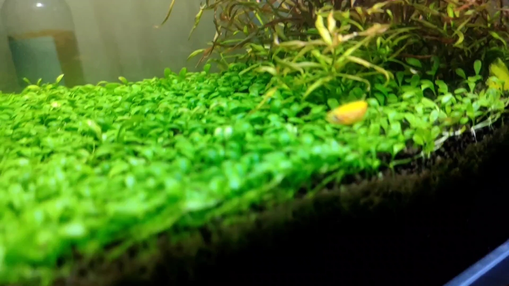 夹了两个苹果螺，斑马鱼疯狂进食