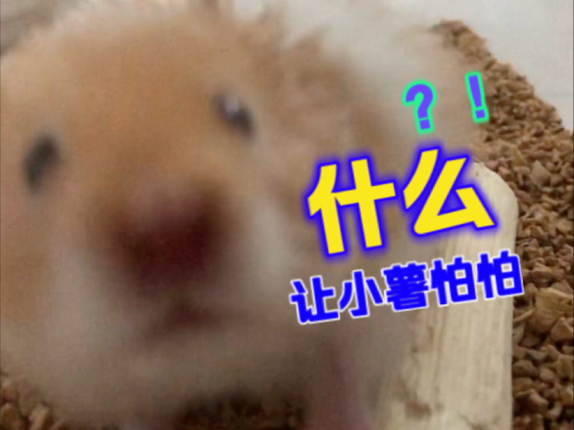 小薯怕怕…